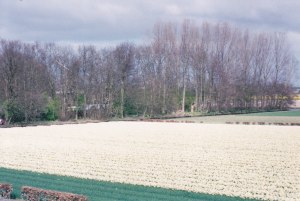 Keukenhof2003-2