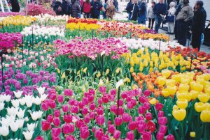 Keukenhof2003-4