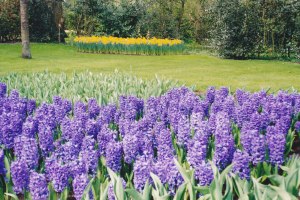 Keukenhof2003-5